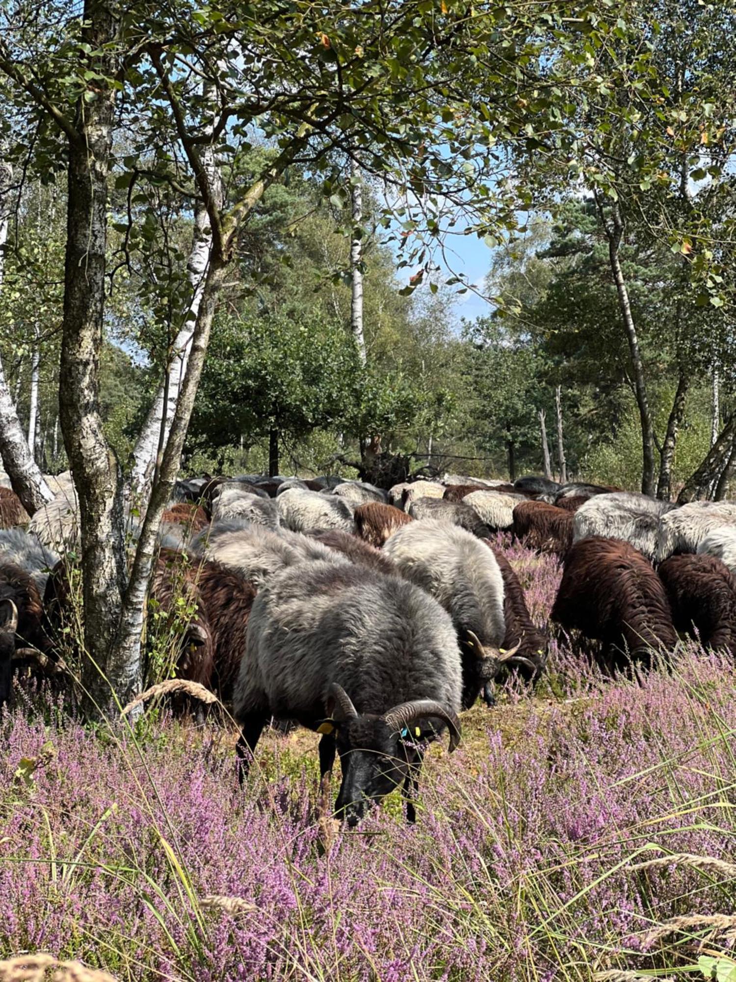 Ferienwohnung Am Pietzmoor Schneverdingen Eksteriør billede